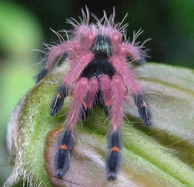 Photo:  PINK ephebopus cyanognathus tarantula